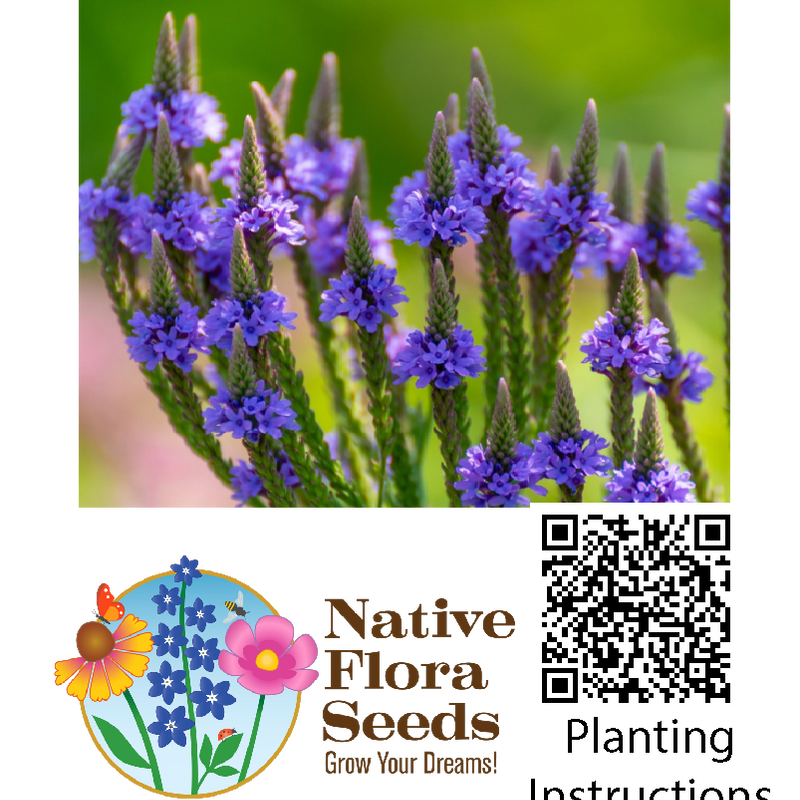 Blue Vervain Seeds - Native Wildflower for Pollinator Gardens (Verbena hastata)