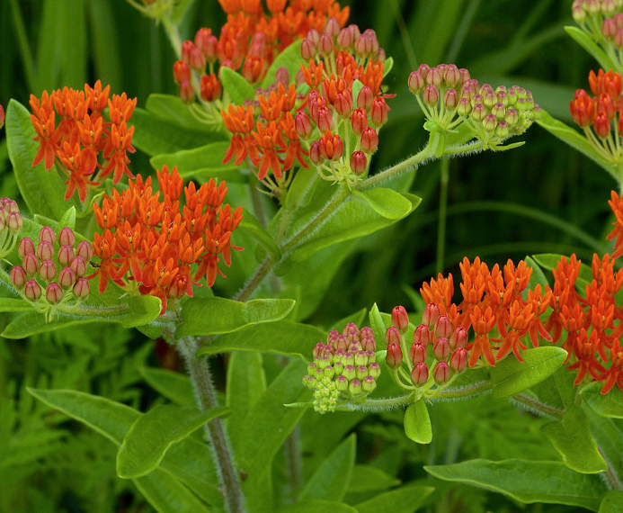 Butterfly Garden