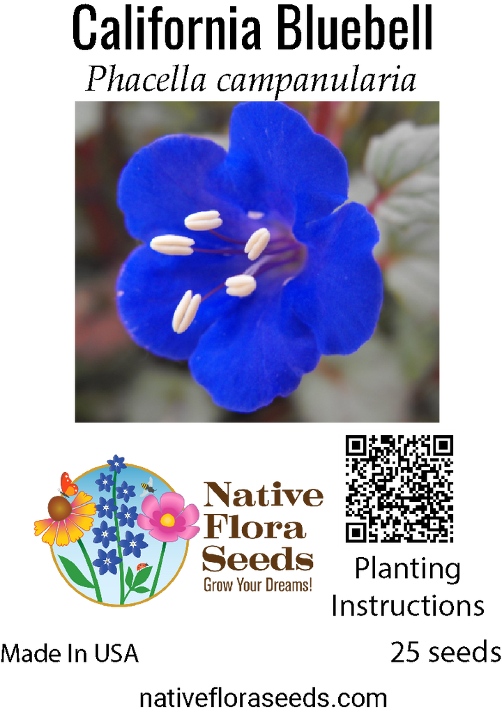 bluebell seeds from flower California Bluebell Seeds