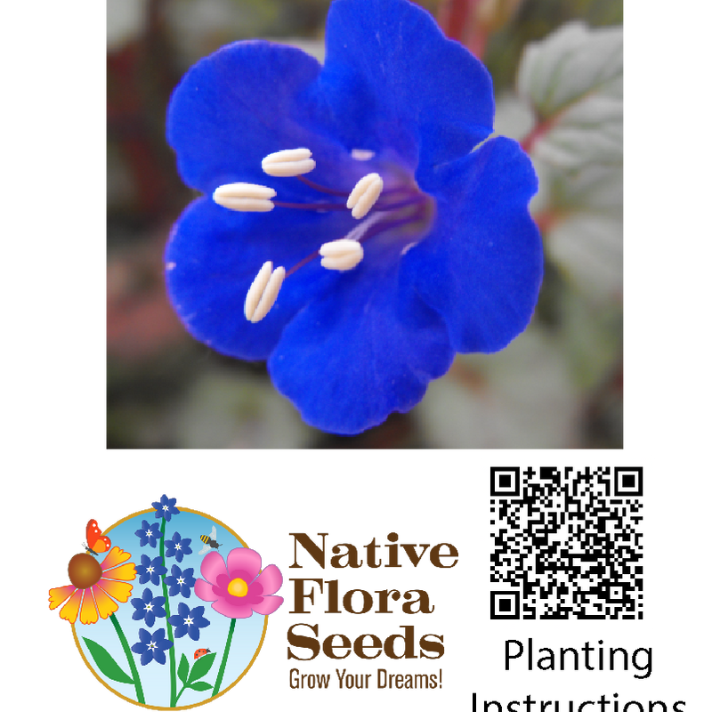 California Bluebell Seeds - Native Wildflower (Phacelia campanularia)