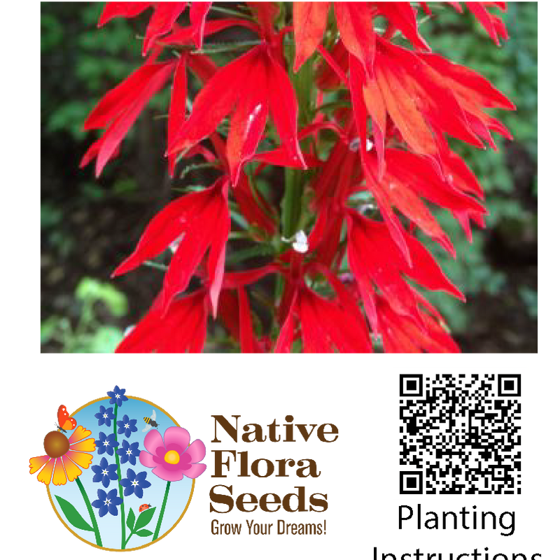 Cardinal Flower Seeds - Native Wildflower (Lobelia cardinalis)