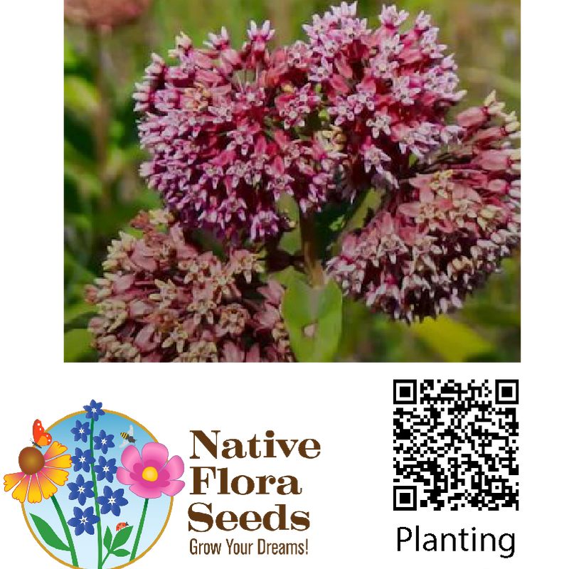 Common Milkweed Seeds - Monarch Butterfly Host Plant (Asclepias speciosa)