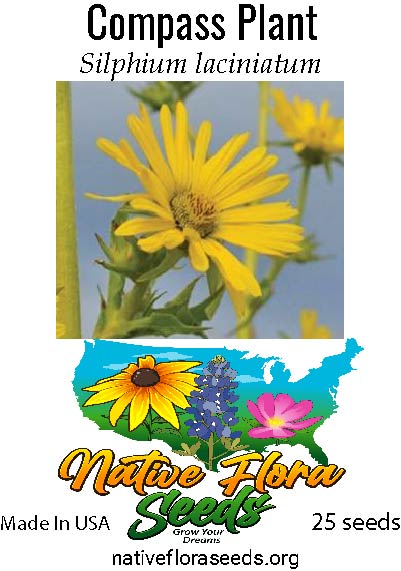 Compass Plant – NativeFloraSeeds.org