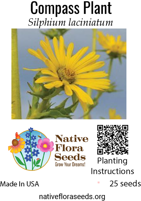Compass Plant Seeds - Prairie Giant Native Wildflower | Silphium ...