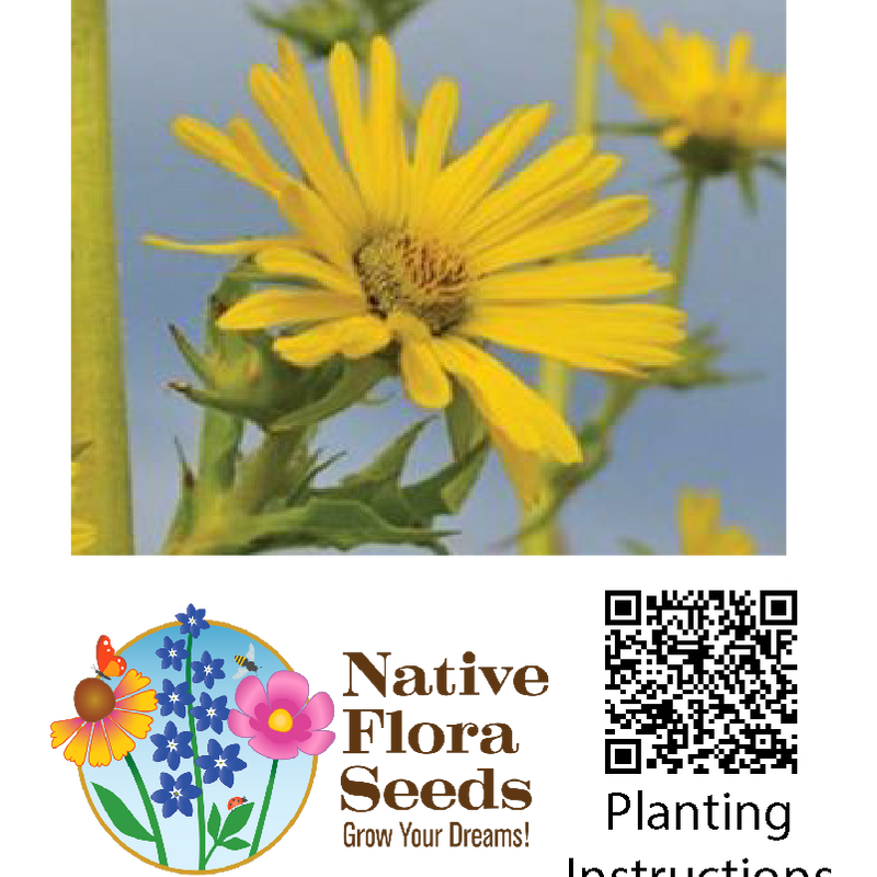 Compass Plant Seeds - Prairie Giant (Silphium laciniatum)