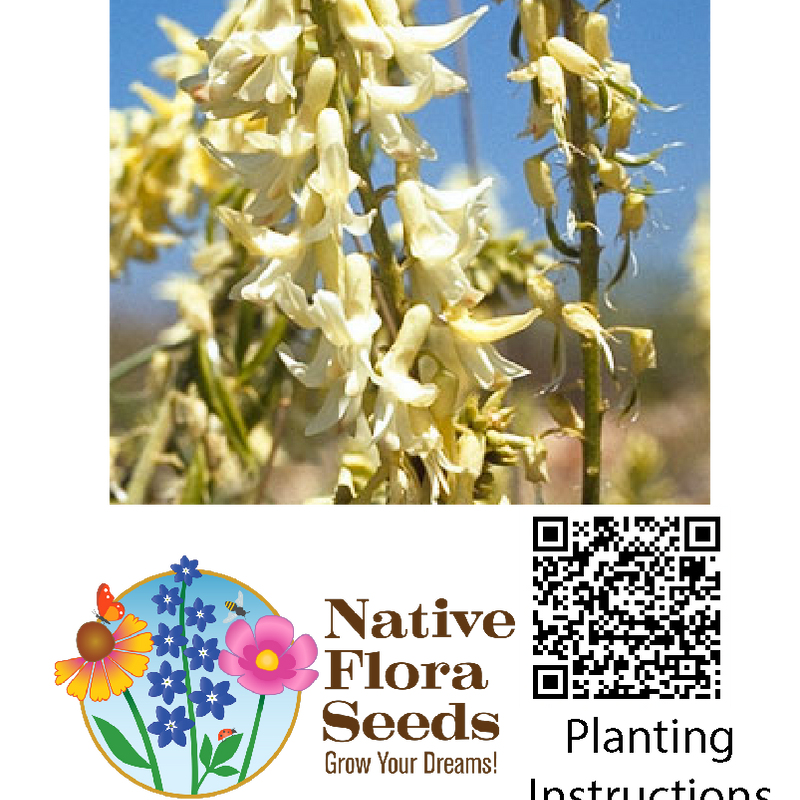 Creamy Milk Vetch Seeds - Prairie Legume (Astragalus racemosus)