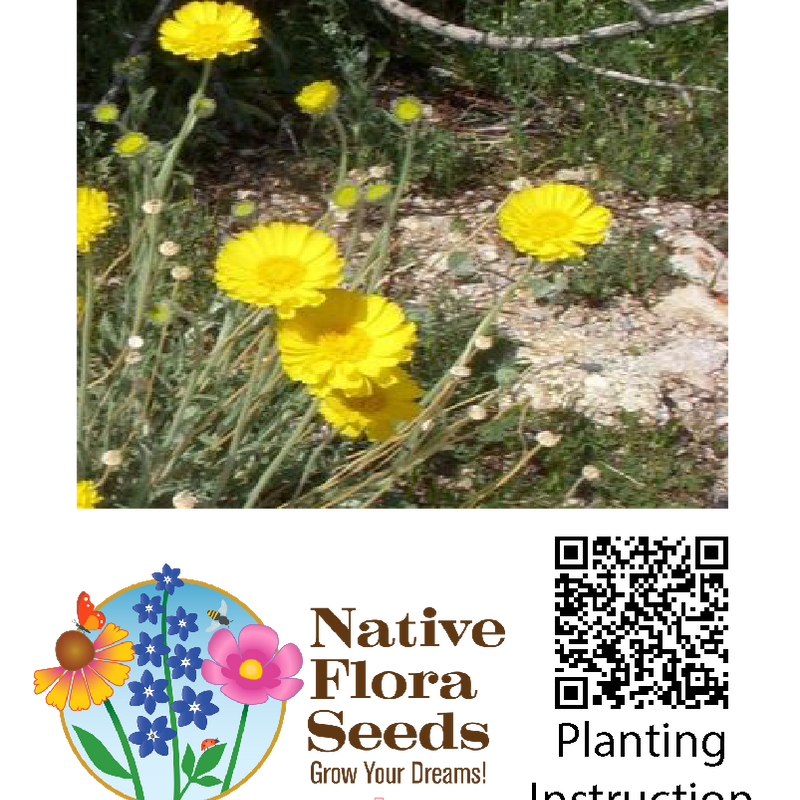 Desert Marigold Seeds - Southwest Native Wildflower (Baileya multiradiata)