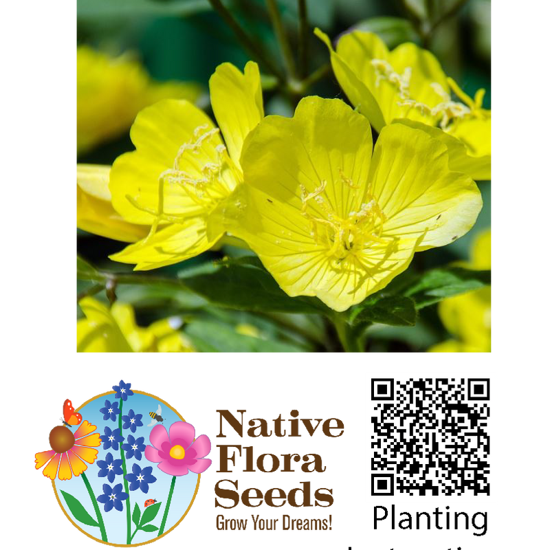 Evening Primrose Seeds - Native Biennial Wildflower (Oenothera biennis)