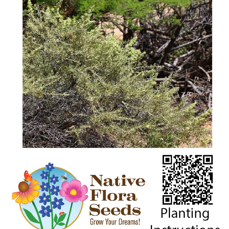 Four-Wing Saltbush Seeds - Native Desert Shrub (Atriplex canescens)