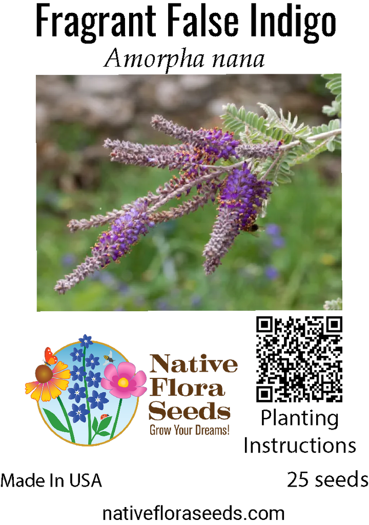 Fragrant False Indigo Seeds