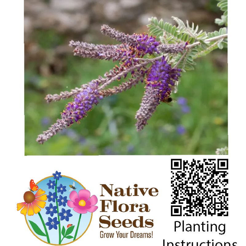 Fragrant False Indigo Seeds - Amorpha Nana Native Shrub
