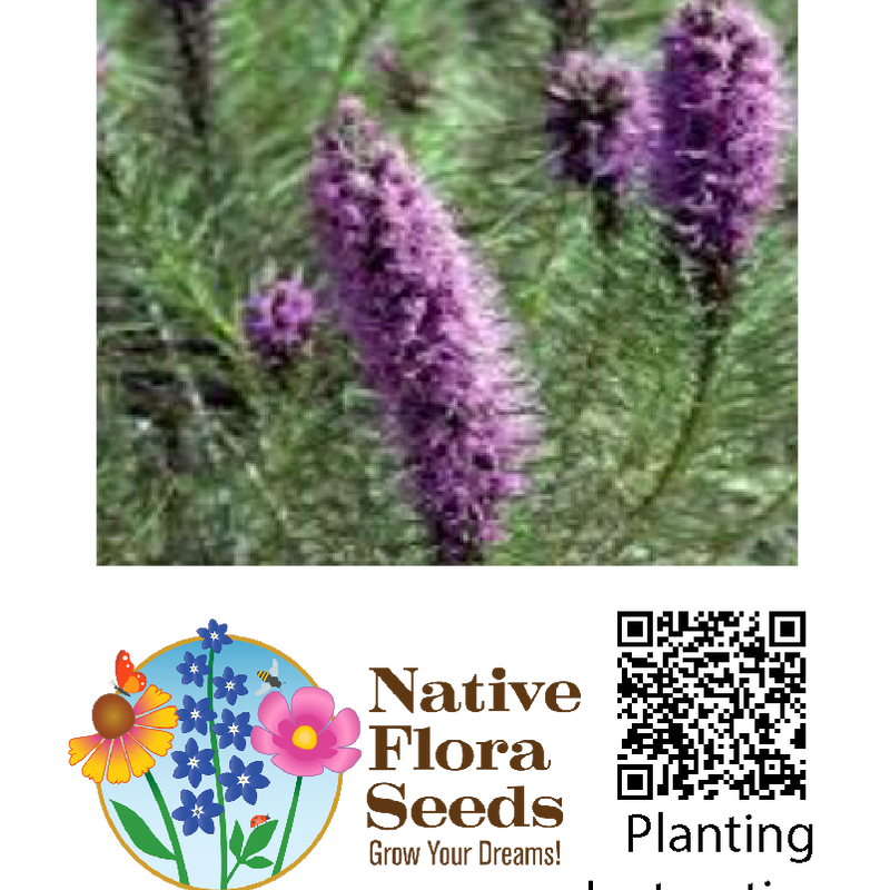 Gayfeather Seeds - Liatris Spicata Blazing Star Native Wildflower