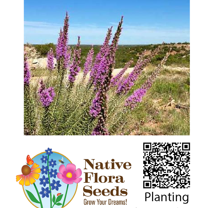 Gayfeather Blazing Star Seeds - Liatris Spicata Native Purple Wildflower