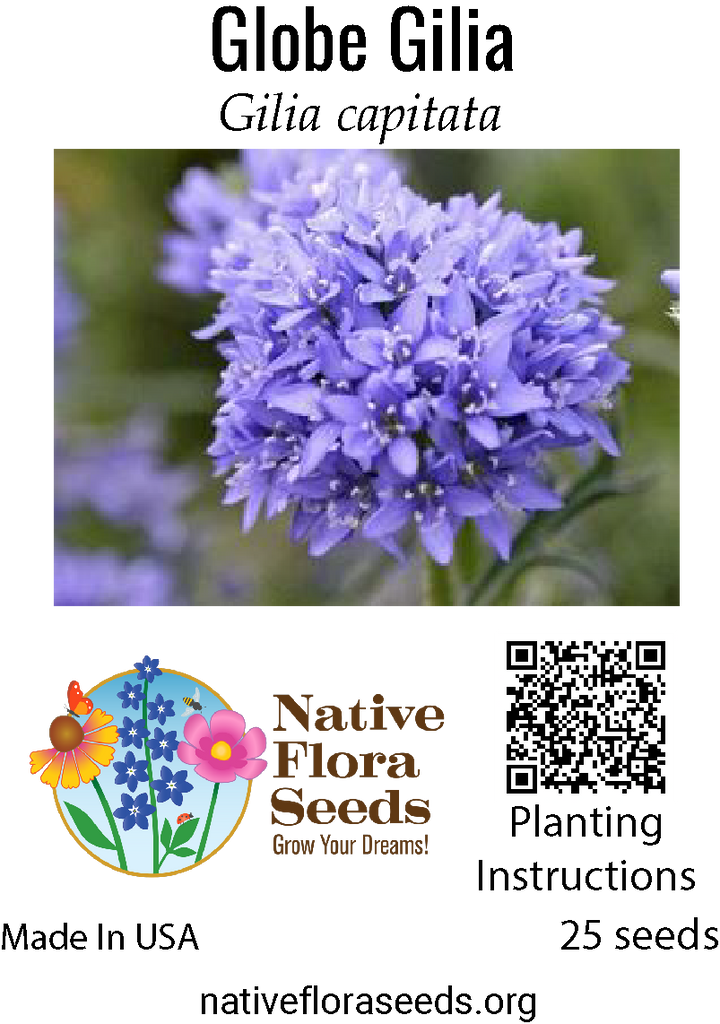 Globe Gilia Seeds - Gilia Capitata Native Blue Wildflower