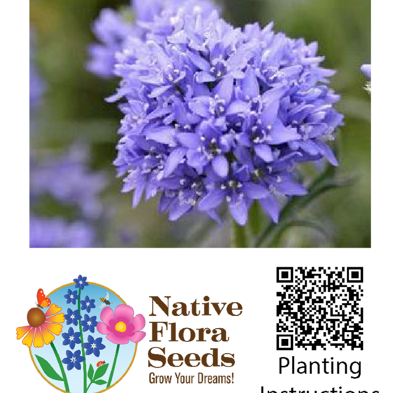 Globe Gilia Seeds - Gilia Capitata Native Blue Wildflower