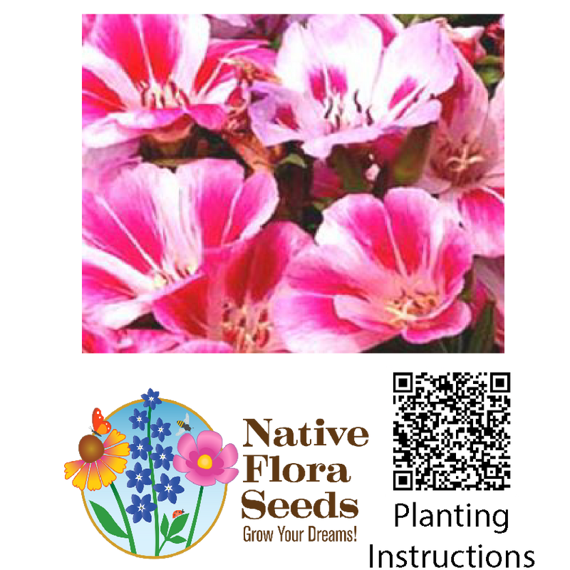 Godetia Farewell to Spring Seeds - Clarkia Amoena Native Wildflower