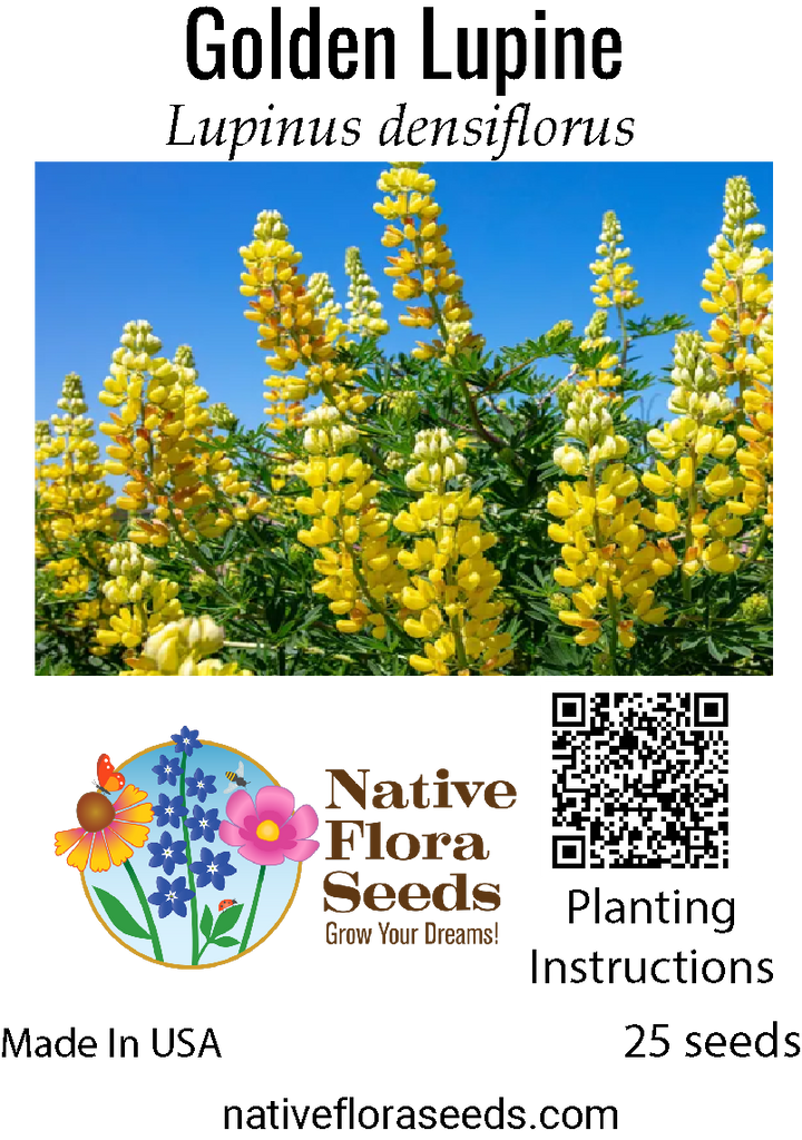 will lupin seeds flower this year Golden Lupine Seeds - Lupinus arboreus