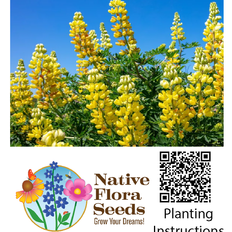 Golden Lupine Seeds - Lupinus arboreus | Native California Yellow Bush Lupine for Coastal Gardens & Pollinator Habitat