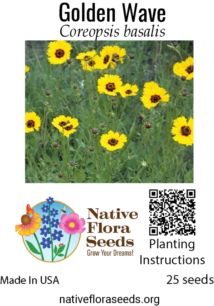golden flower seeds Golden Wave Coreopsis Seeds - Native Annual Wildflower Coreopsis basalis