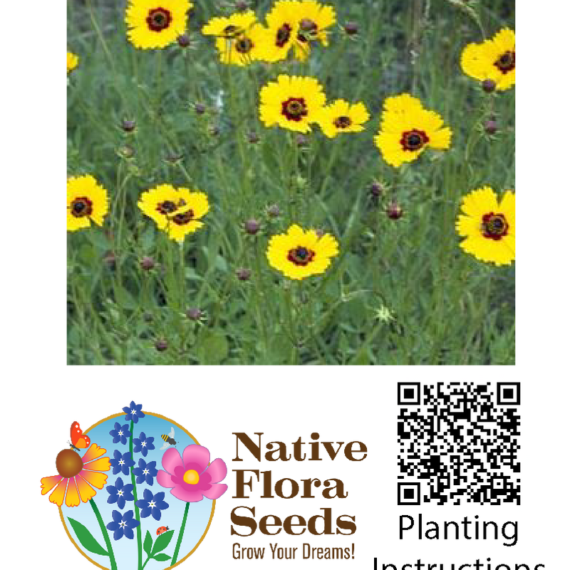 Golden Wave Coreopsis Native Wildflower Seeds - Coreopsis basalis