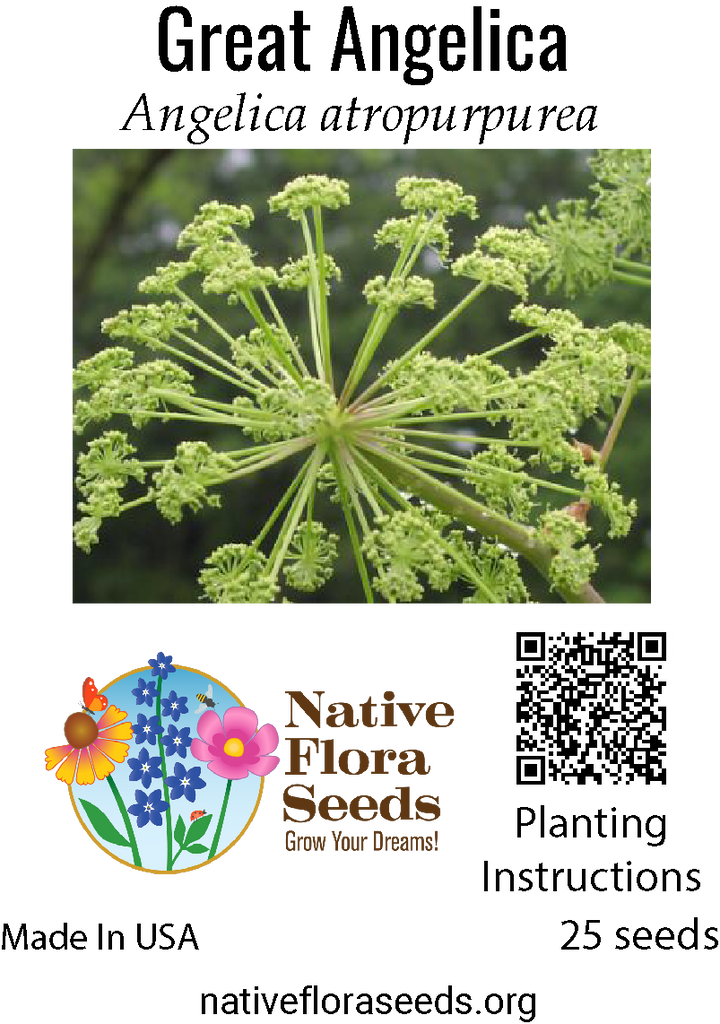 Great Angelica Seeds - Native Wetland Wildflower Angelica