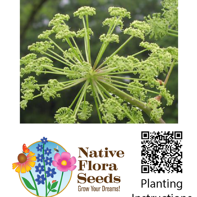 Great Angelica Native Wildflower Seeds - Angelica atropurpurea