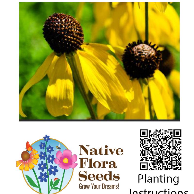 Grey-Headed Coneflower