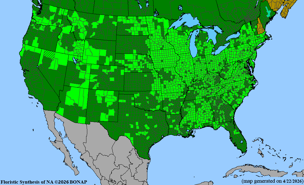 BONAP native range map for Helenium autumnale