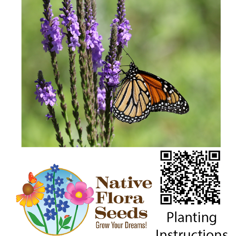 Hoary Vervain Seeds - Verbena stricta - Native Pollinator Perennial