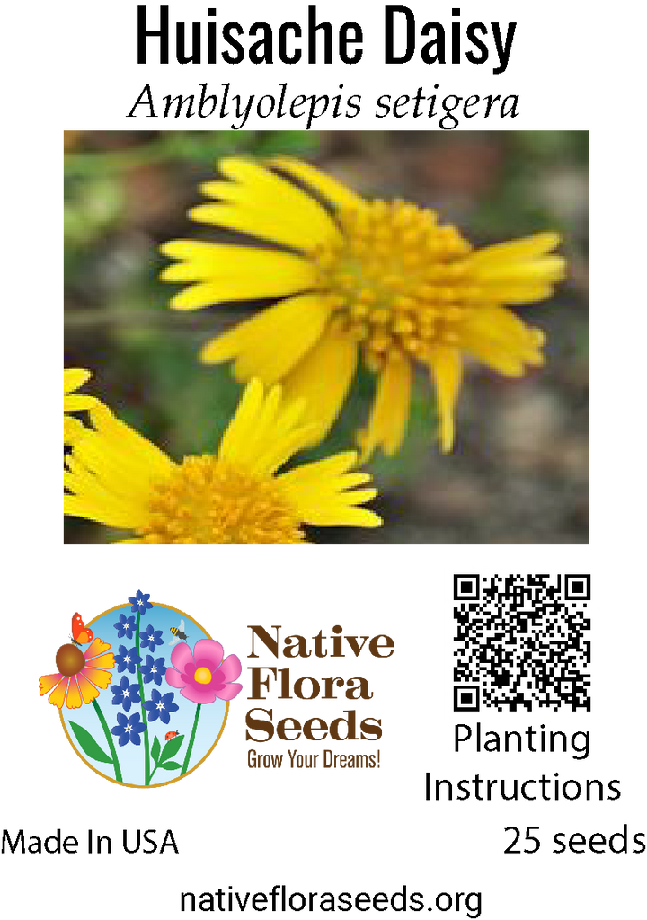 daisy wildflower seeds Huisache Daisy Seeds - Texas Native Wildflower