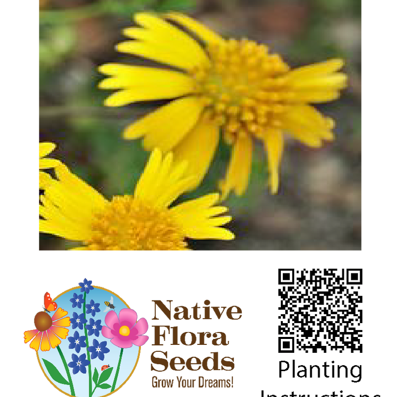 Huisache Daisy Seeds - Premium Amblyolepis setigera for Texas Native Wildflower Gardens