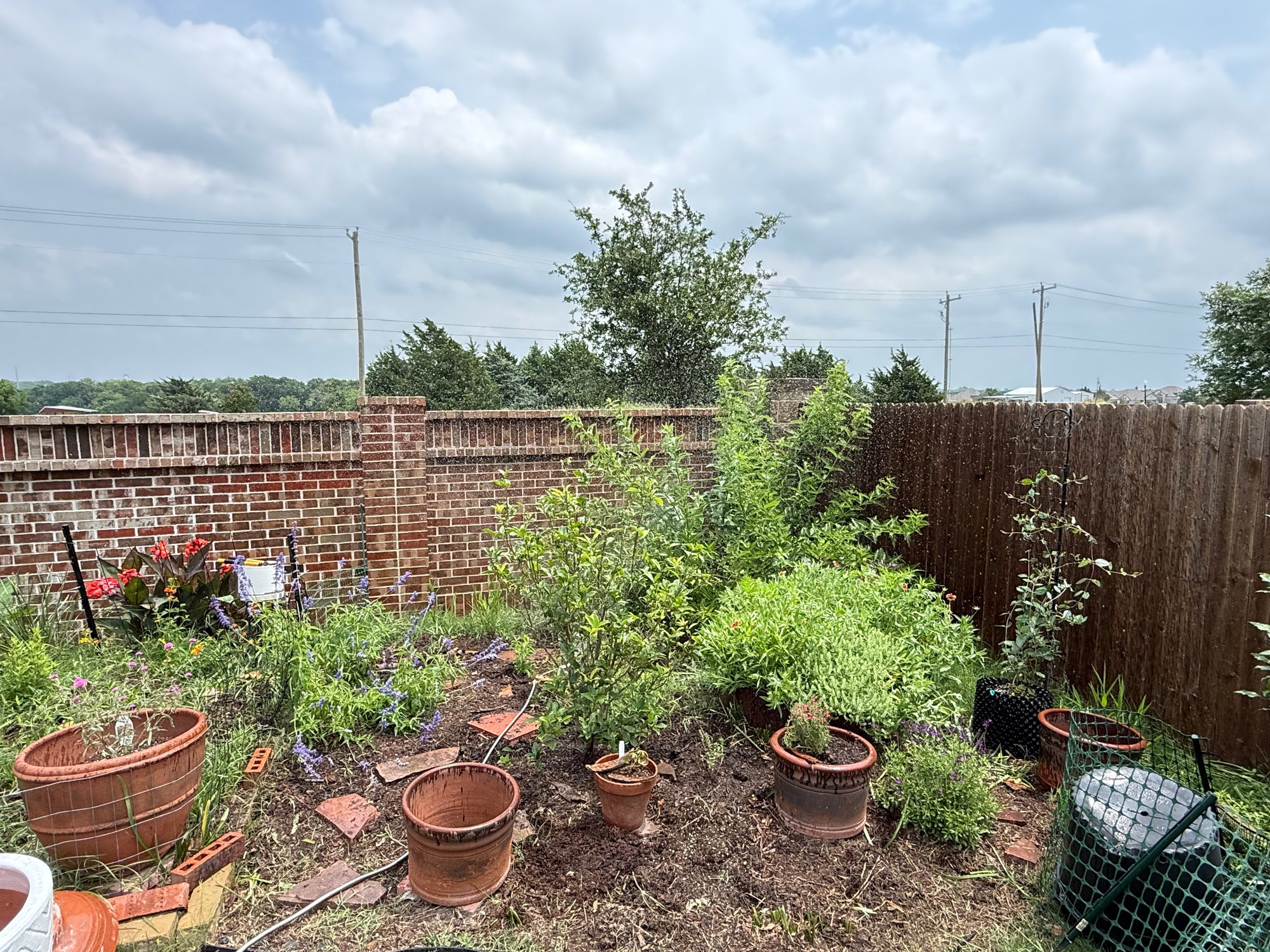 A backyard garden scene with multiple potted plants, terracotta pots, a brick wall, a wooden fence, and an overcast sky. No person or animal is present, and the image appears to show the garden space itself rather than a single isolated retail product.