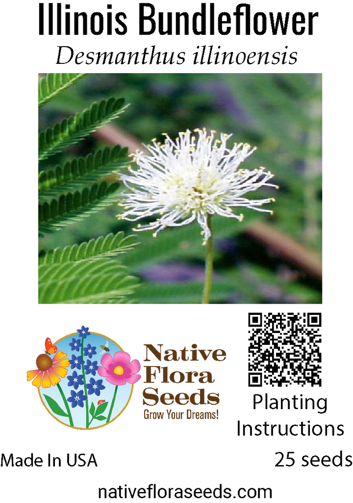 Illinois Bundleflower Seeds - Native Prairie Legume
