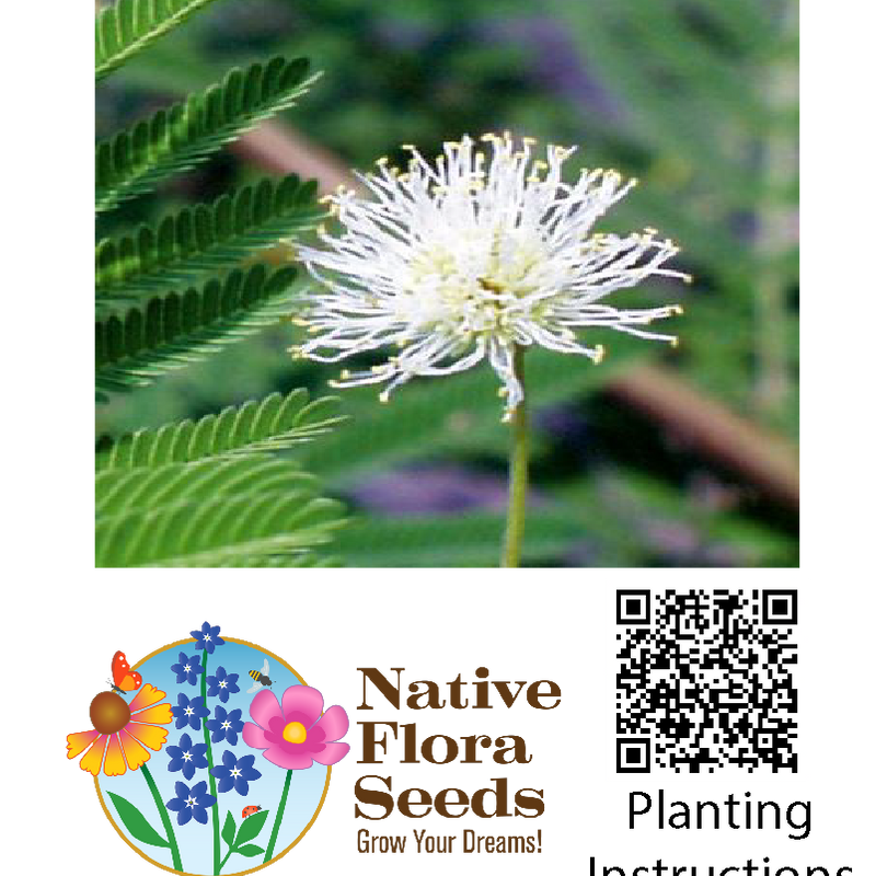 Illinois Bundleflower Seeds - Premium Desmanthus illinoensis for Native Prairie Gardens