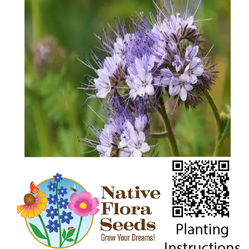 Lacy Phacelia Seeds (Phacelia tanacetifolia) - Premium Native Wildflower Seeds for Pollinator Gardens, Bee-Friendly Ground Cover & Wildlife Habitat