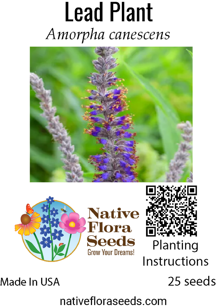 lead plant seeds Lead Plant Seeds