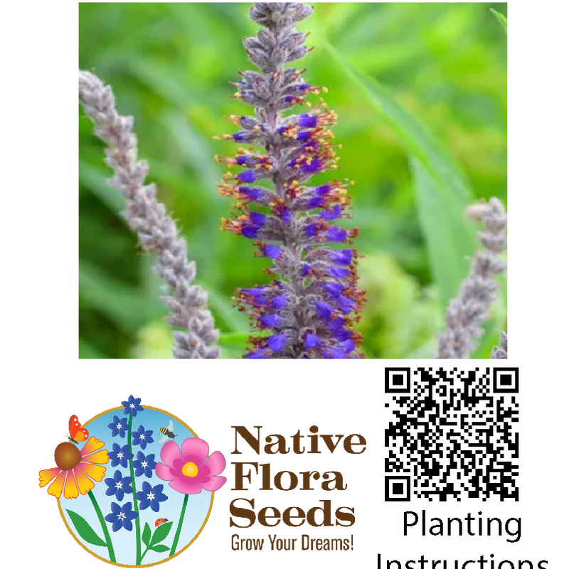 Lead Plant Seeds - Premium Amorpha canescens for Prairie Restoration Gardens