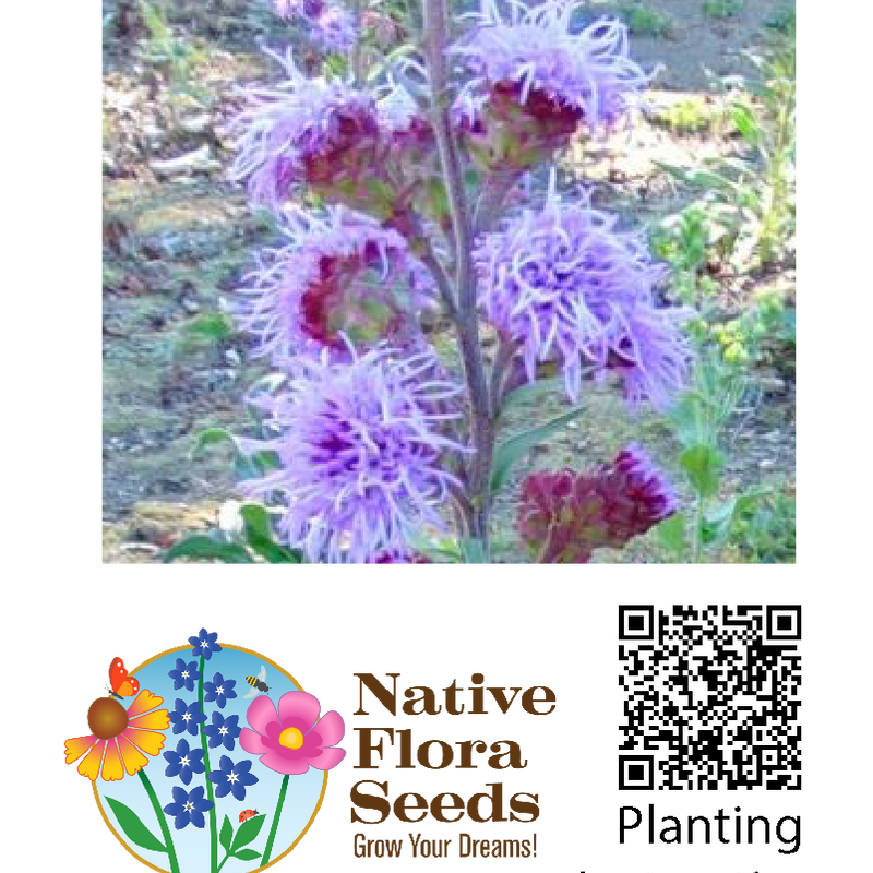 Meadow Blazing Star Seeds - Premium Liatris ligulistylis for Prairie Butterfly Gardens