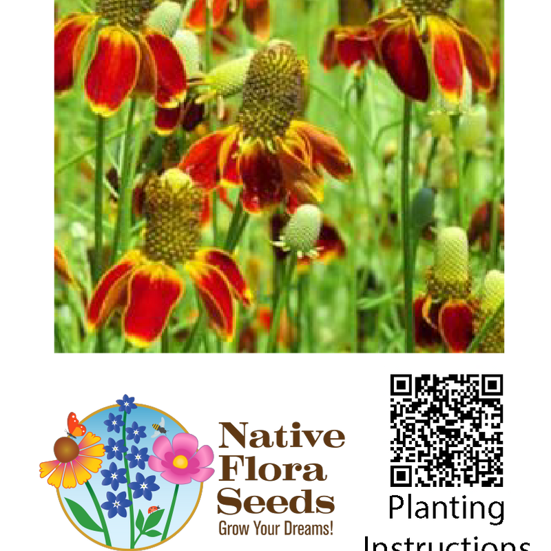 Mexican Hat Seeds - Premium Ratibida columnifera for Prairie Wildflower Gardens