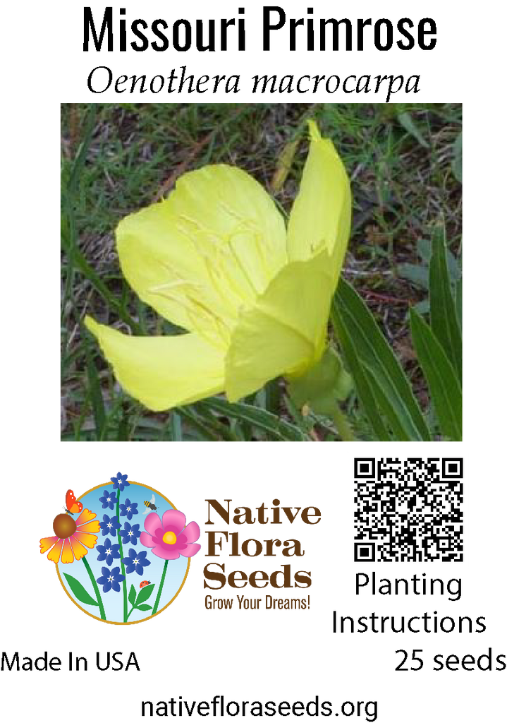 evening primrose flower seeds Missouri Primrose Seeds - Large Evening Blooms