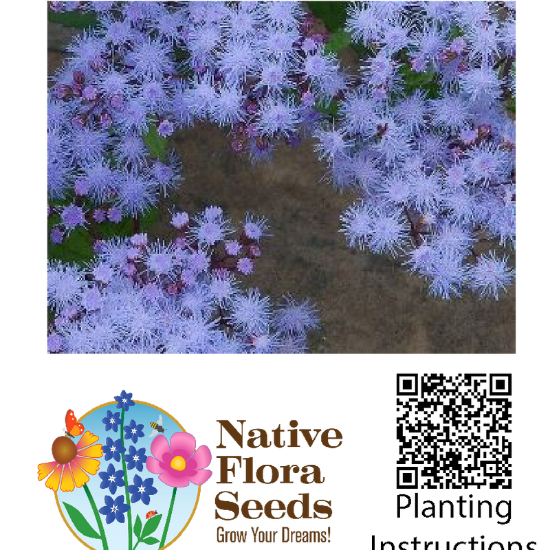 Mistflower Seeds - Premium Conoclinium coelestinum for Late Season Butterfly Gardens