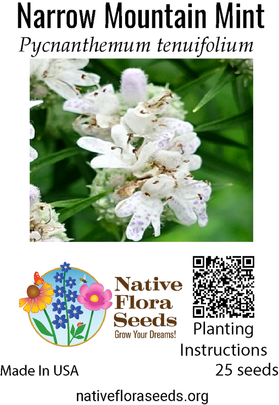 Narrow Mountain Mint