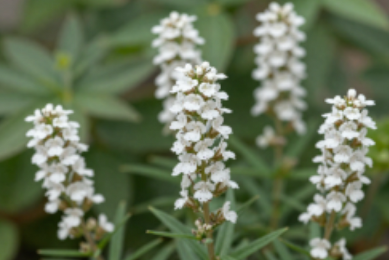 Narrow Mountain Mint Seeds (Pycnanthemu tenuifolium) - Native Wildflower
