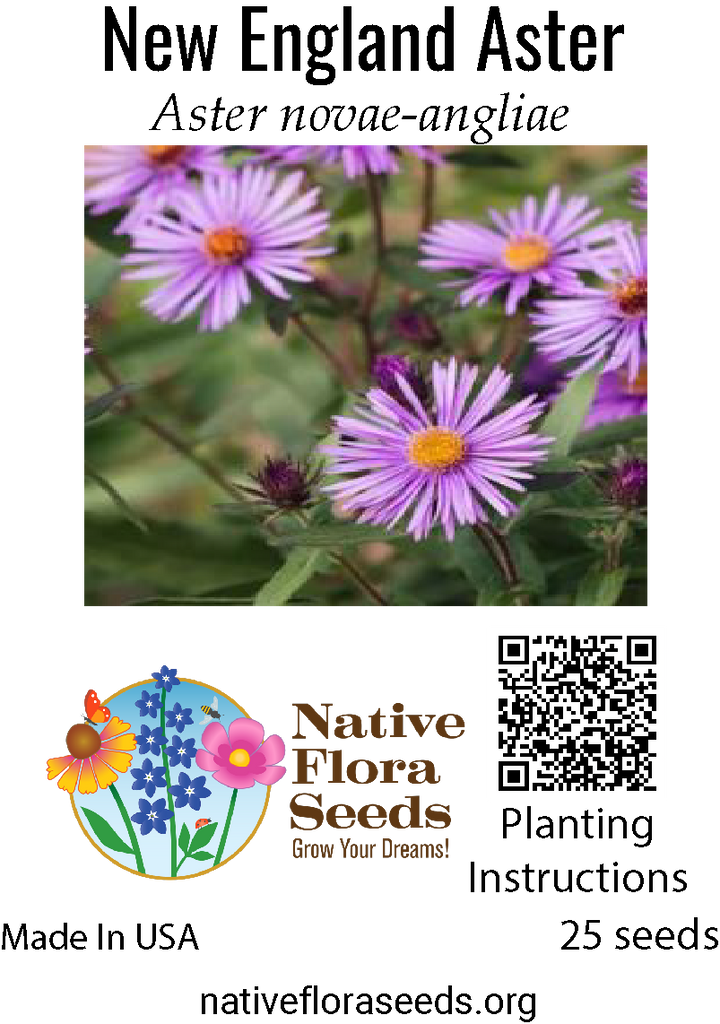 flower seeds new england New England Aster Seeds - Native Fall Wildflower
