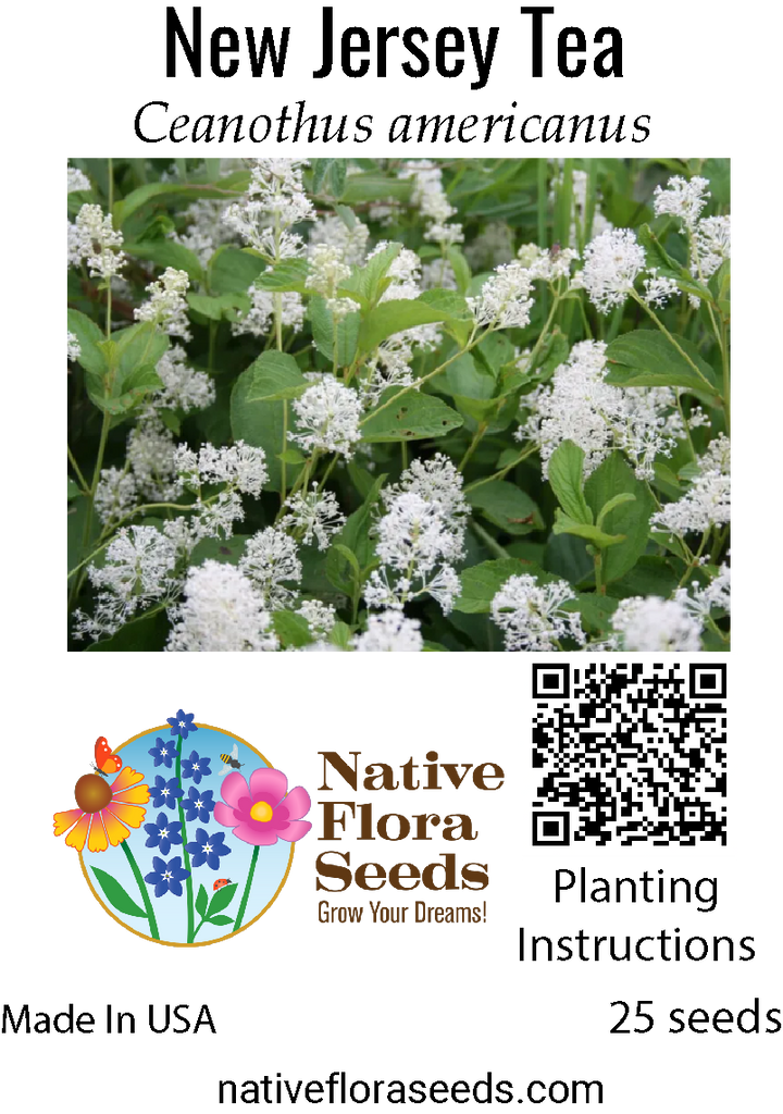 New Jersey Tea Seeds - Native Shrub Ceanothus americanus