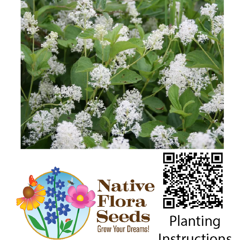 New Jersey Tea Seeds - Native Shrub (Ceanothus americanus) for Wildlife Gardens