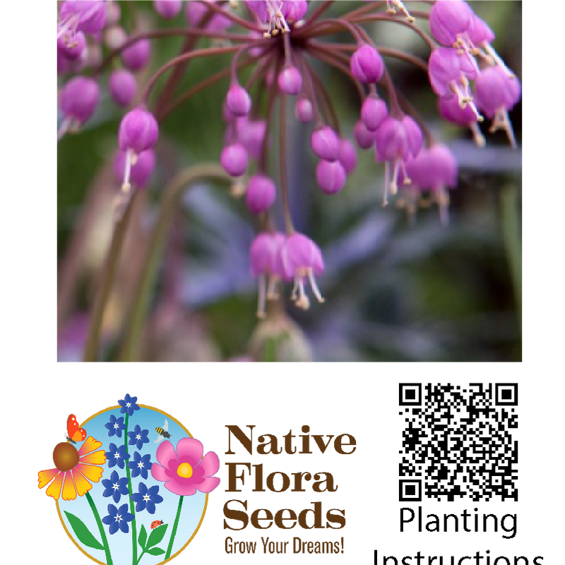 Nodding Pink Onion Seeds - Native Wildflower (Allium cernuum) for Prairie Gardens