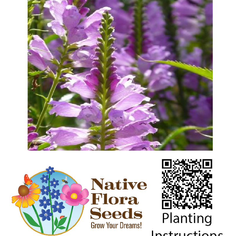 Obedient Plant Seeds - Native Wildflower (Physostegia virginiana) for Late Summer Gardens