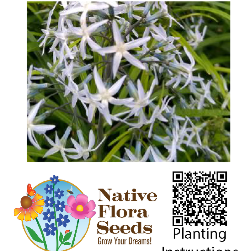Ozark Bluestar Seeds - Native Wildflower (Amsonia illustris) for Spring Gardens