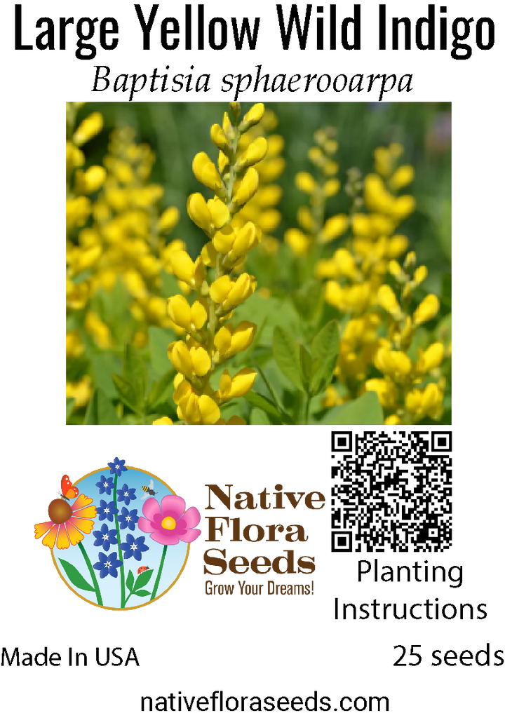 a plant that has round and yellow seeds Large Yellow Wild Indigo Seeds - Prairie Nitrogen Fixer